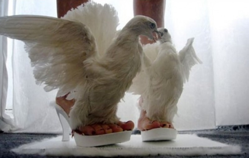 scarpe colombe
